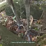 Vklenil je ptiča, ker je pobegnil od doma