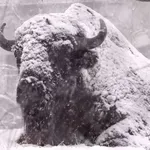 Kako ljubko! Živalski užitki v snegu: medved in prijatelji