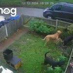 Veliki pasji pobeg: štirje navihanci izkoristili odprta vrata