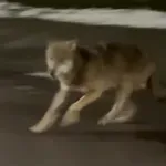 Iz oči v oči z volkom: napeto nočno srečanje na zasneženi poti