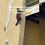 Mojster pobega na štirih tačkah