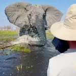 Mirna vožnja po safariju, potem pa napad 6-tonskega slona