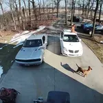 Dostavljavec je otrpnil, ko je pes stekel proti njemu