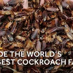 To je največja farma ščurkov na svetu in prizor ni za vsakogar