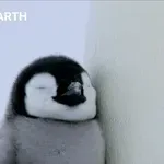 Pogumni prvi koraki mladička pingvina