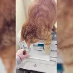 Mačka nadleguje tiskalnik