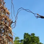 Nenavaden in nevaren običaj