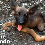 Čudež na štirih tačkah