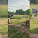 Majhna kozica se razveseli človeka kot pes