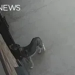 Kar sam se je odpeljal na veterino