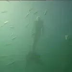 Posnetek prave morske deklice??