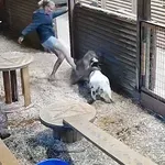 Puma napade kozo, ženska se ji postavi po robu
