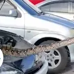 Pod pokrovom motorja se je skrival ogromen piton