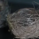Ptice so si naredile gnezda iz vlaken na prizorišču vojne v Ukrajini
