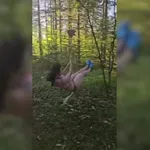 Ženska se na zip-lineu zaleti v drevo