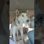 Husky-ji bodo pač vedno počeli, kaj bodo hoteli