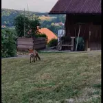 Bližnje srečanje z lisico pri Trebnjem, prava prijatelja sta!