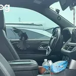 Ko ti v avto prileti nepovabljen gost: Njena reakcija je postala spletni hit