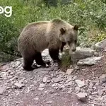 Med pohodom je zagledala dva grizlija, ki sta prihajala naravnost proti njej