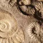 Hronika Panonskog Eho-Mora: Semberija Pre Dva Miliona Godina