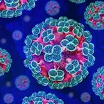 Hantavirus: Što uzrokuje i koji su simptomi opasne infekcije koja se širi nizozemskim kruzerom?