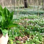 Medvjeđi luk: Za što je ljekovit, kada i kako ga brati, kako ga spremiti i gdje kupiti?