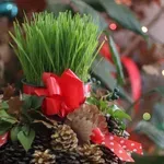 Sadnja božićne pšenice: Gdje kupiti, kada se sadi i koliko treba da nikne?