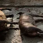 Afrička svinjska kuga u Hrvatskoj: Je li opasna za ljude?