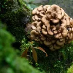 Japanska gljiva protiv raka: Može potaknuti uništavanje tumorskih stanica?