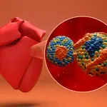 Lipoprotein (a) povišen? Evo što to znači, koje su normalne vrijednosti i kako ga smanjiti