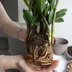 Zamija i presađivanje: Kada je pravo vrijeme i kako ubrzati rast?