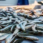 Inćuni ili sardine – koja je riba bolji izbor? Odgovor bi vas mogao iznenaditi (posebno ako pazite na zdravlje)