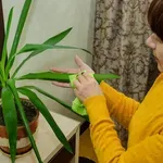 Juka kao sobna biljka: Zalijevanje, presađivanje i obrezivanje – sve na jednom mjestu!