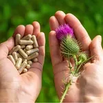 Kada piti silimarin? Nutricionistica otkriva kada ga ima najviše smisla uzimati za jetru