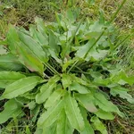 Kiselica i ljekovitost: Biljka koju svi gaze, a liječi probavu, krv i kožu