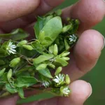 Mišjakinja i ljekovitost: Ovaj “dosadni korov” zapravo je prirodni lijek za 5 tegoba