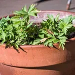 Biljka vegeta može zamijeniti kupovne začine – evo kako je uzgojiti kod kuće
