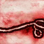 Bundibugyo virus: WHO upozorava na novu prijetnju za koju nema cjepiva, stručnjaci strahuju od širenja