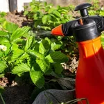 Prirodno gnojivo za jagode uz koje će vam urod eksplodirati ove sezone
