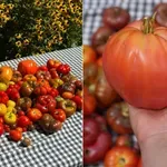 Kako da pripremite domaći kuvani paradajz – imamo proveren recept!