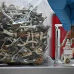 Нова Зеландия одобри употребата на халюциногенни гъби за медицински цели