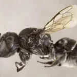 В Австралия откриха "дяволска" пчела