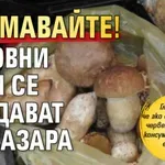 Внимавайте! Отровни гъби се продават на пазара