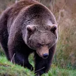 Мечка нападна ученици в планината, 11 души пострадаха