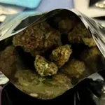 Заловиха 30 кг канабис, арестувани са седем