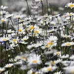 Какви са ползите от лайката и как да я употребявате?