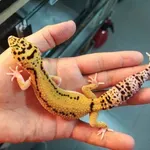 Удар за милиони: Митничари разкриха контрабанда на екзотични животни и корали