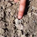 Фосил на стъпало поставя под въпрос човешката еволюция