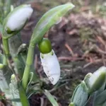 Кокичета цъфнаха в Смолян дни преди Коледа