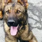 Пес патрул надушил марихуаната на ГКПП „Малко Търново“